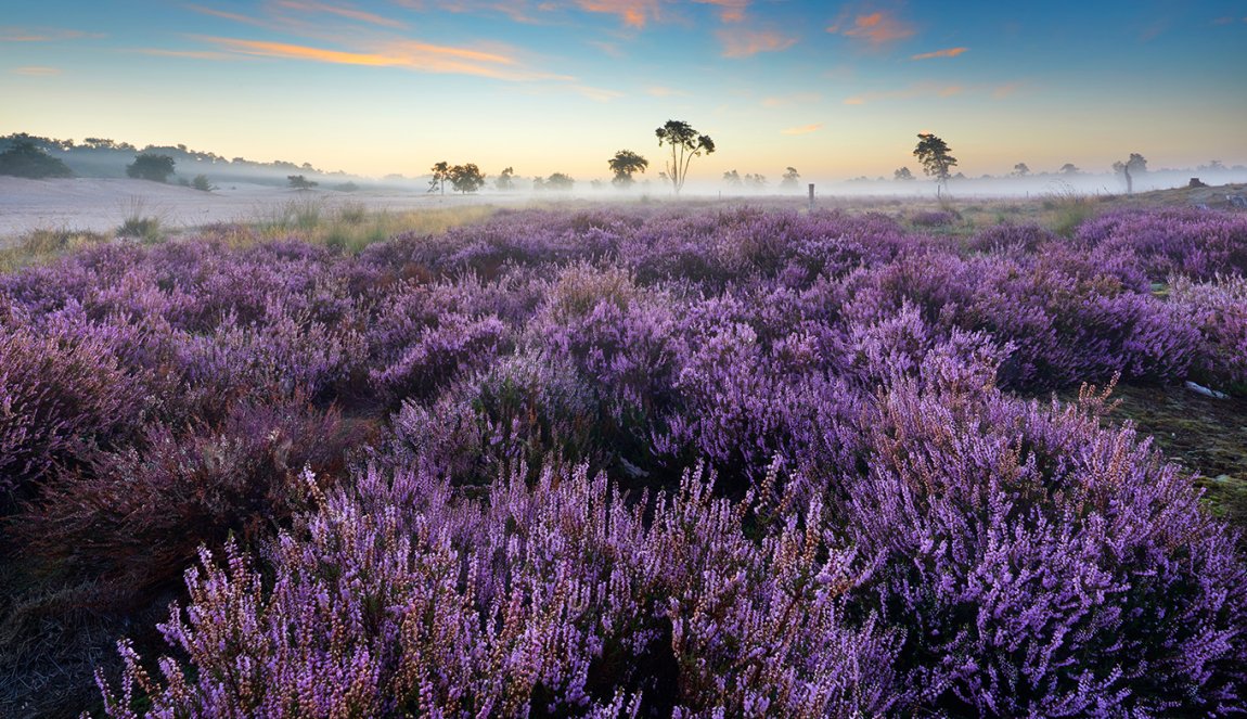 Dunes of Loon and Drunen National Park - Holland.com